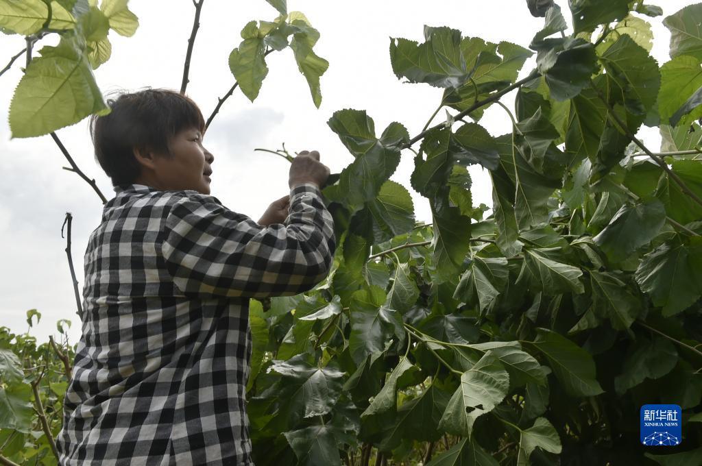 白菜网注册领体验金